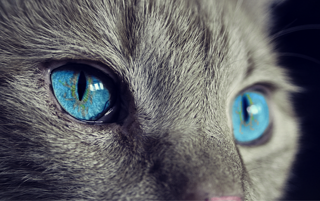 chat au yeux bleu