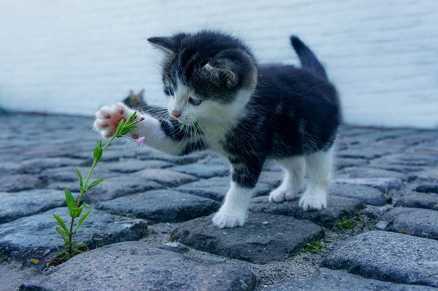 chaton qui joue avec une fleur