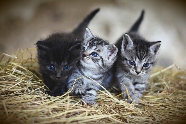 3 chatons