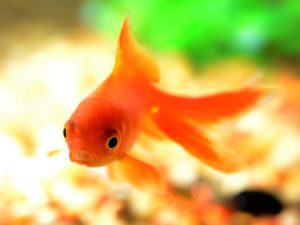 poisson rouge dans aquarium