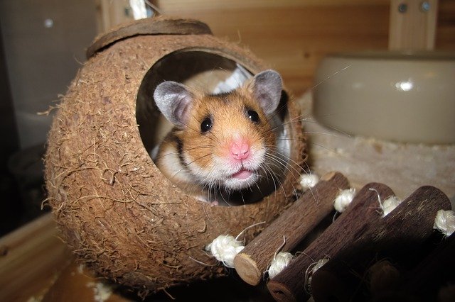 hamster dans sa cage