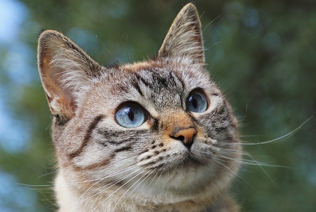 chat aux yeux bleus