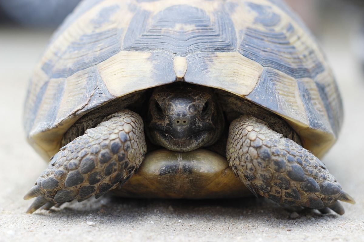 Adopter une tortue de terre : tout ce qu’il faut savoir avant de se lancer
