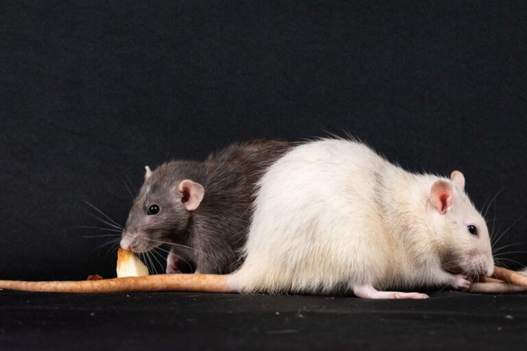 Alimentation du rat domestique : conseils pratiques et erreurs à éviter