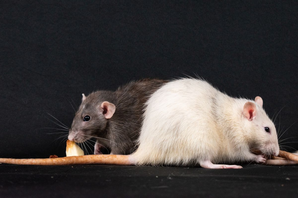 alimentation rat domestique - Comprendre les besoins nutritionnels du rat domestique