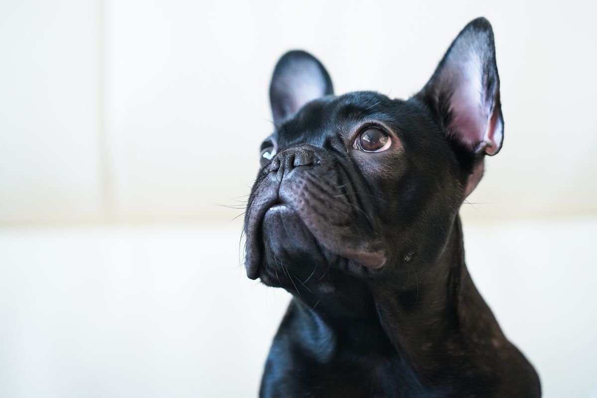 Bouledogue français fluffy : prix et caractéristiques