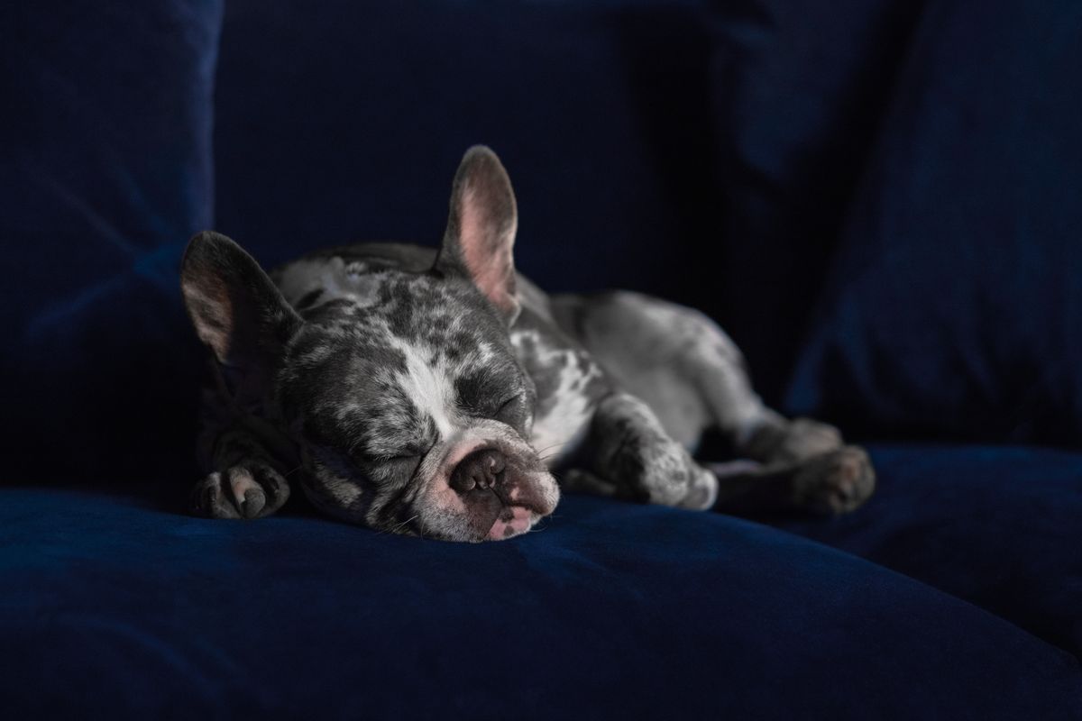 Bouledogue français merle : origines, particularités et conseils pratiques