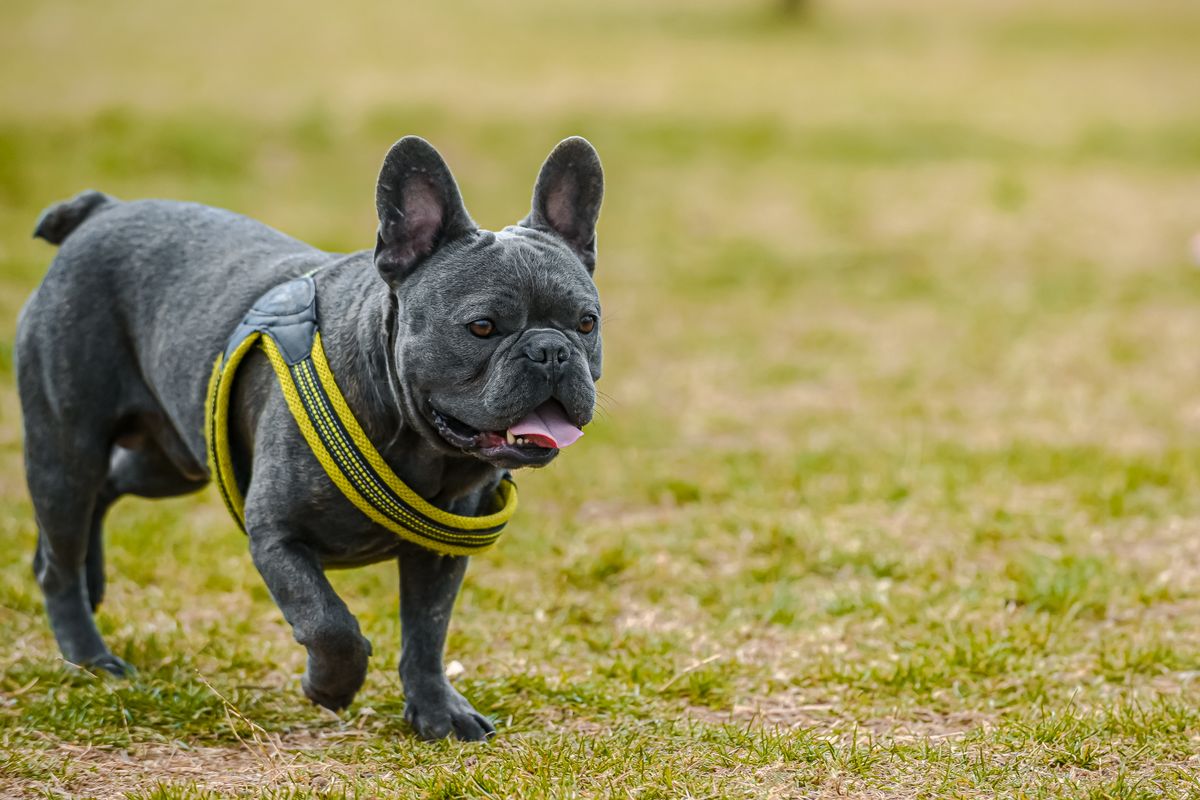 Bouledogue français poil long : tout savoir sur cette variété fascinante