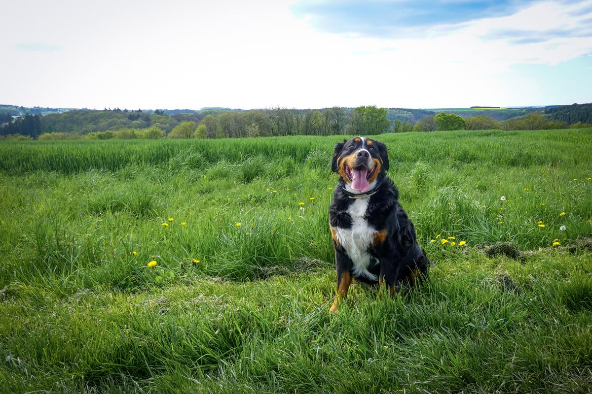 Bouvier bernois croisé Terre-Neuve : tout savoir sur ce chien exceptionnel