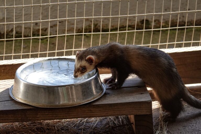 Cage pour furet : comment bien choisir ?
