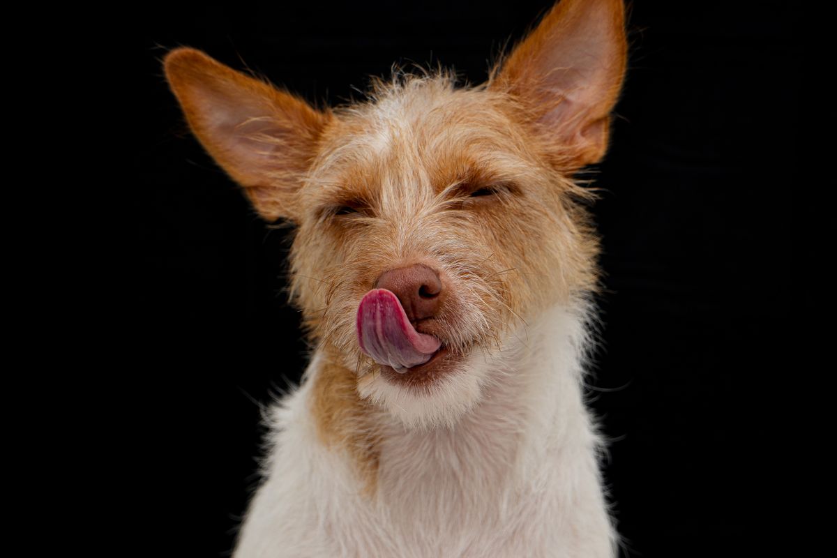 Chien qui lèche tout : pourquoi ?