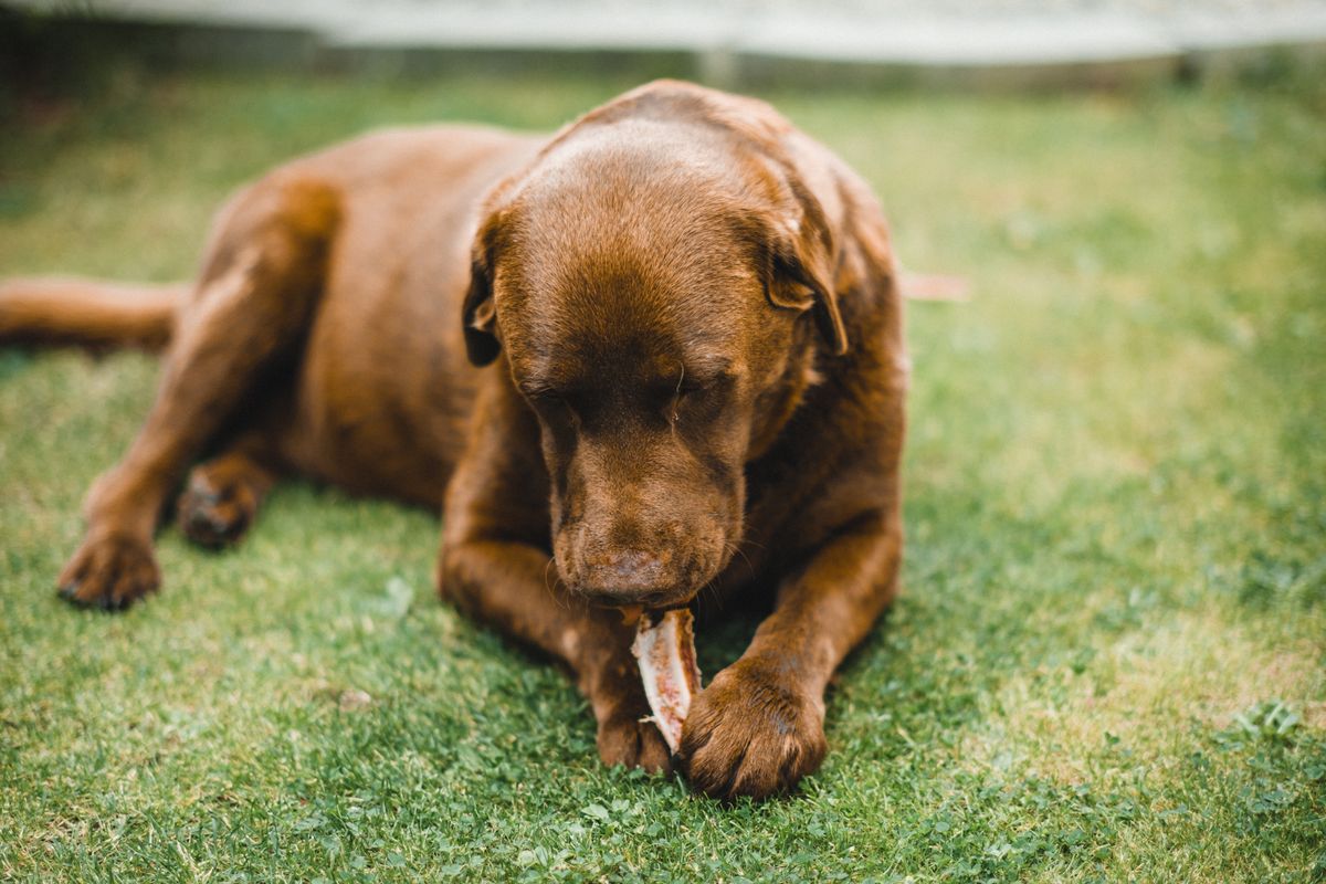 Mon chien mange de l’herbe : pourquoi ? Explications et conseils pour les propriétaires
