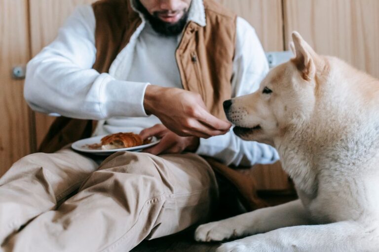 Chien qui ne mange plus : causes et solutions
