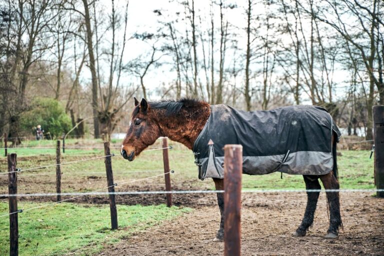 Couverture cheval : comment choisir ?