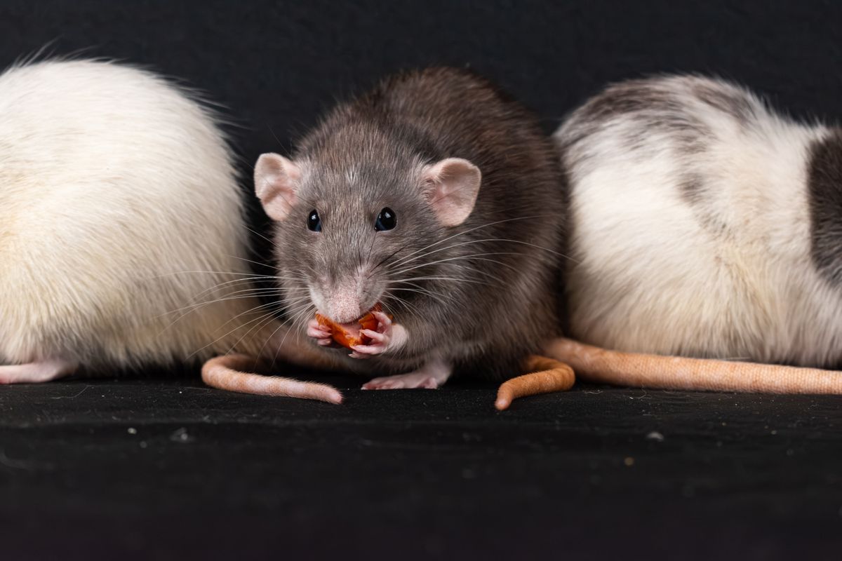 Durée de vie d’un rat : espérance, facteurs et conseils pour prolonger sa vie