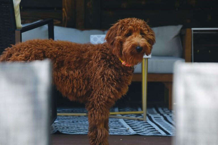 Élevage Goldendoodle en France : l’excellence d’un compagnon idéal