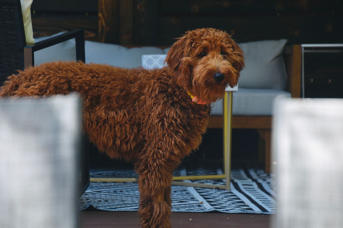 Élevage Goldendoodle en France : l’excellence d’un compagnon idéal