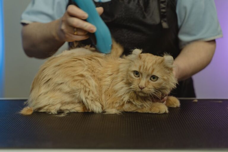 Entretien Maine Coon : soins, toilettage et conseils pratiques