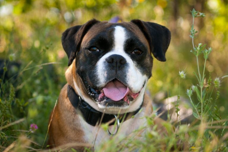 Espérance de vie du chien boxer : durée de vie, facteurs d&rsquo;influence et conseils pour la prolonger