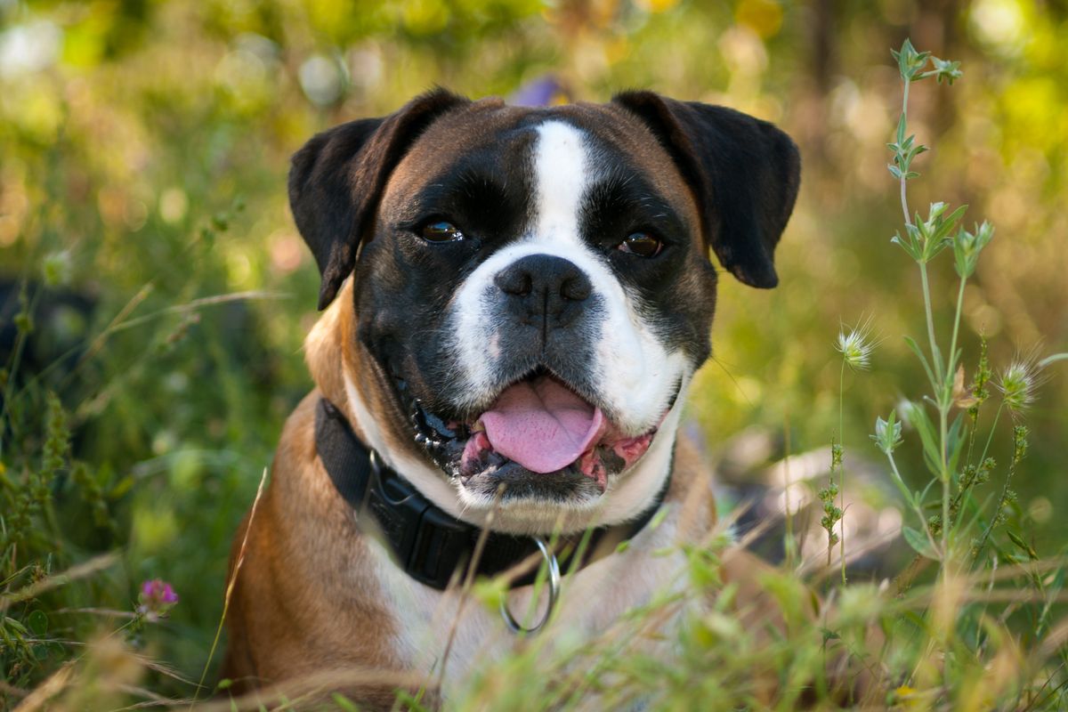 espérance de vie chien boxer - Origines et histoire du chien boxer : comprendre sa génétique