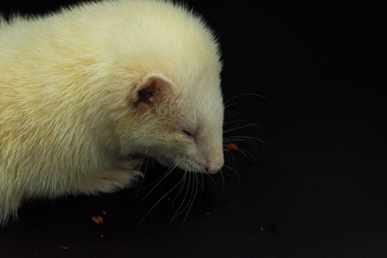 Furet litière : choix, entretien et conseils pour un animal propre et heureux