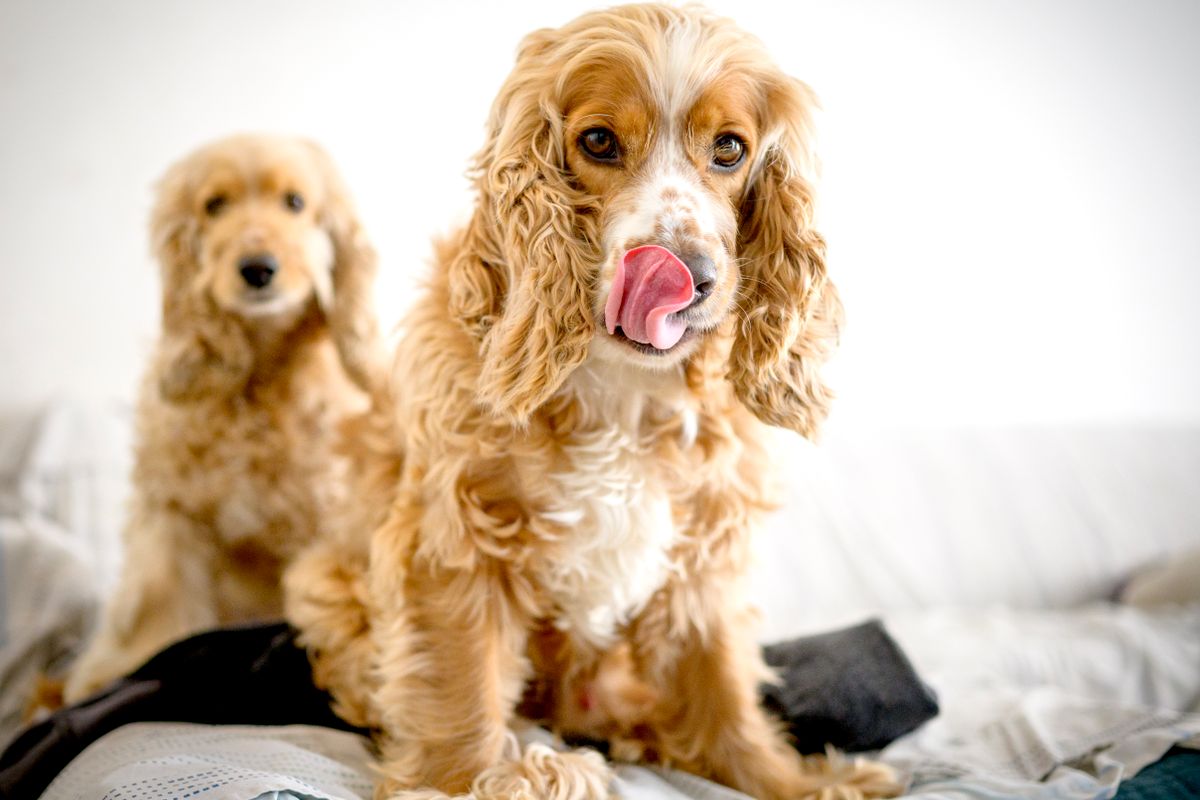 Ginger Cocker : caractéristiques, histoire et conseils pour ce chien unique