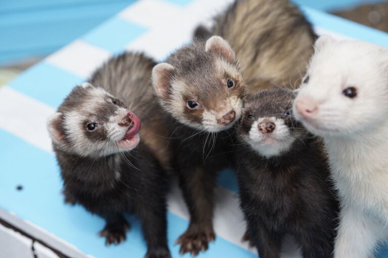 Hamac pour furet : utile ou non ?