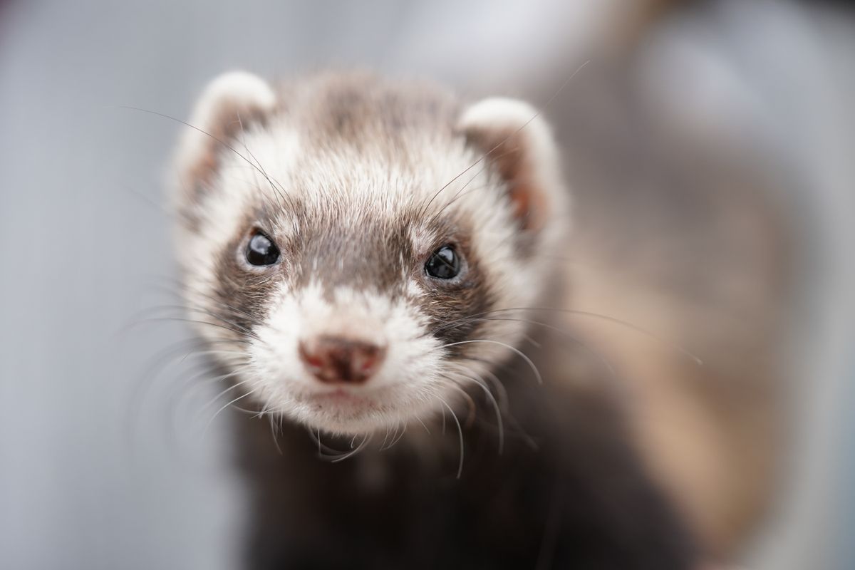 Furet adopter : tout savoir avant d’accueillir un furet chez soi
