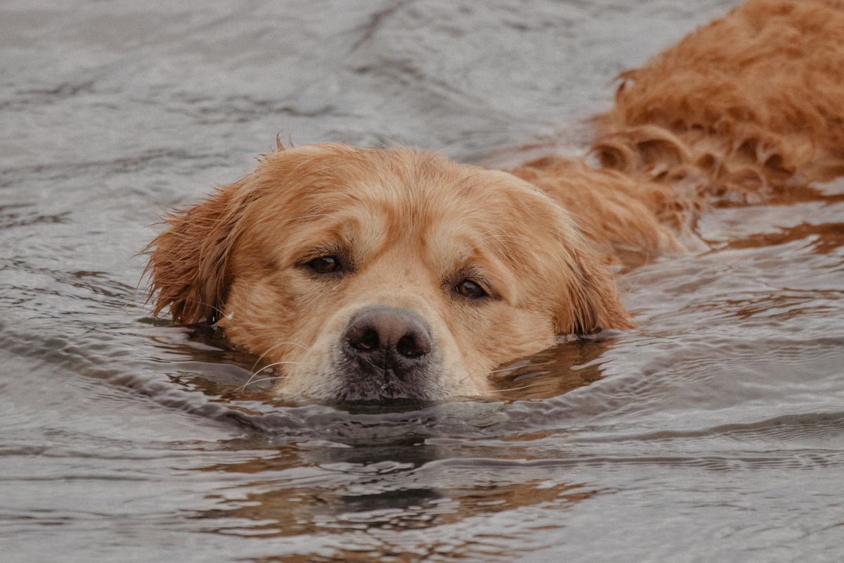 Élevage Retriever de la Nouvelle-Écosse : tout savoir sur ce chien d’exception