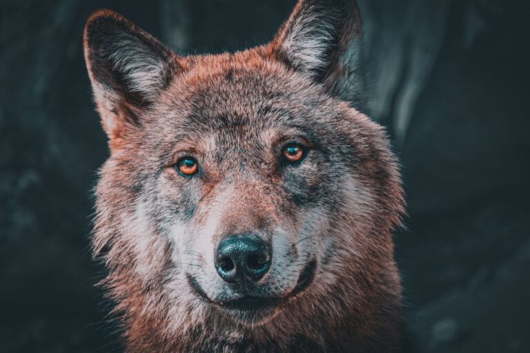 Loup prix : tout savoir sur le coût du loup, poisson prisé de nos assiettes