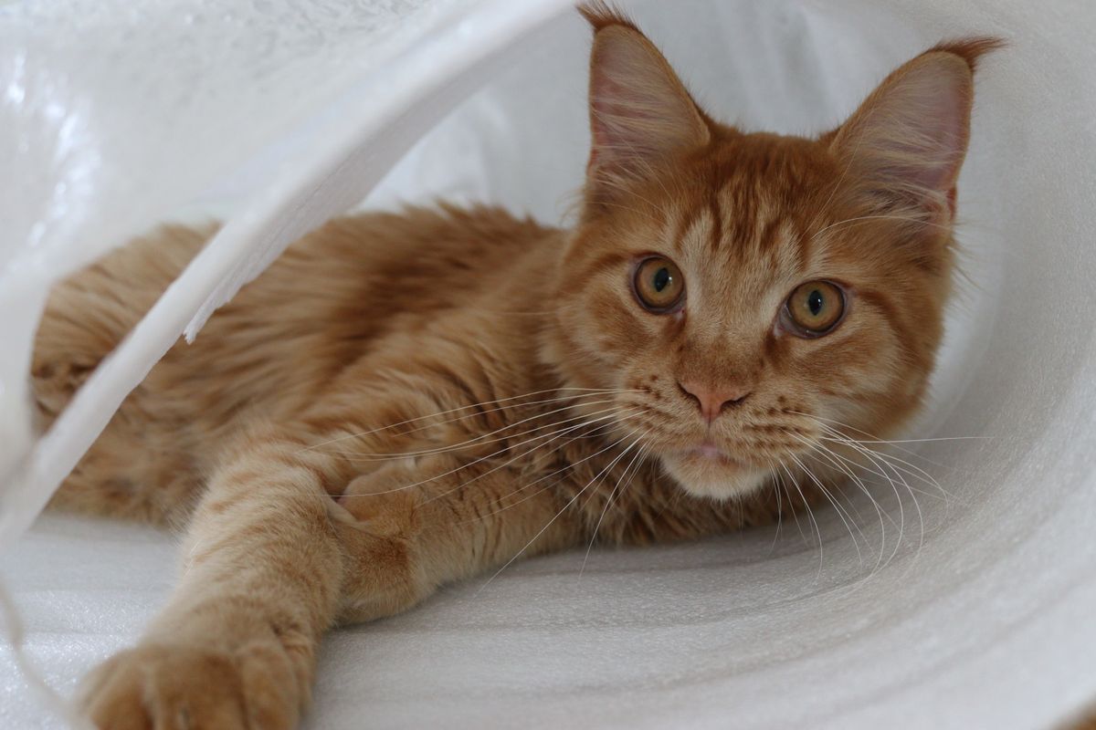 Maine Coon roux : caractère et particularités