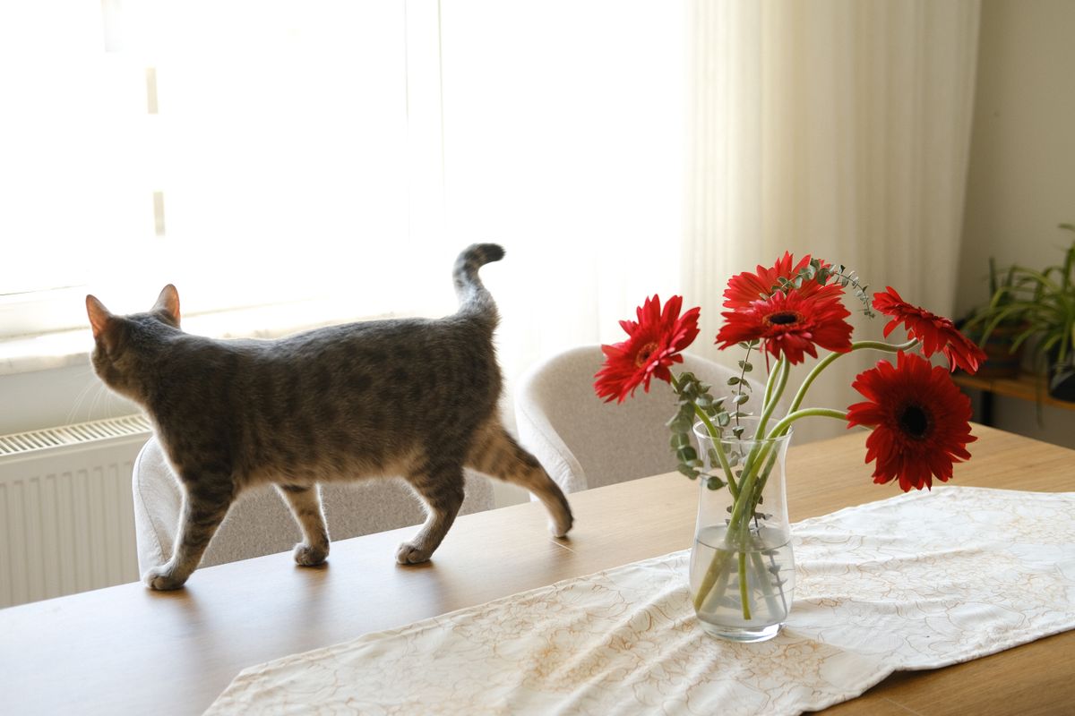 Mon chat mange des plantes : lesquelles sont toxiques ?