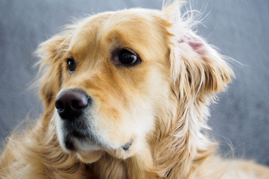 Oreilles de chien chaudes : signe de fièvre ?