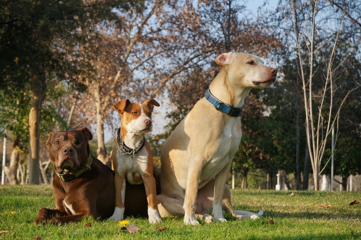 Pitbull bleu : mythe, prix et caractéristiques