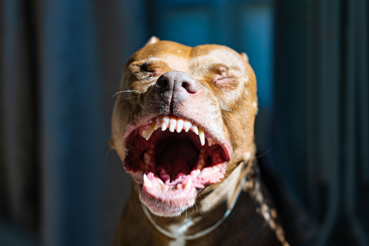 Pitbull et chat : cohabitation, comportements et conseils pratiques