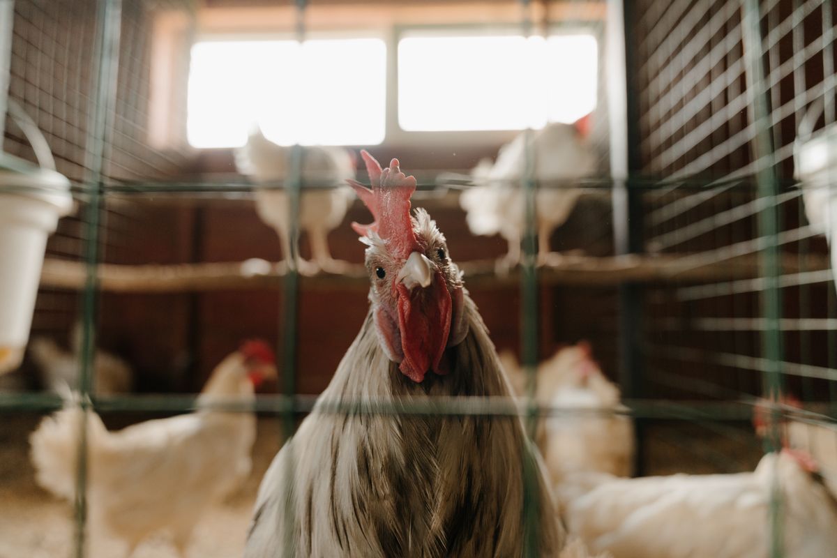 Poule blanche pondeuse : caractéristiques, élevage et conseils pour une ponte optimale