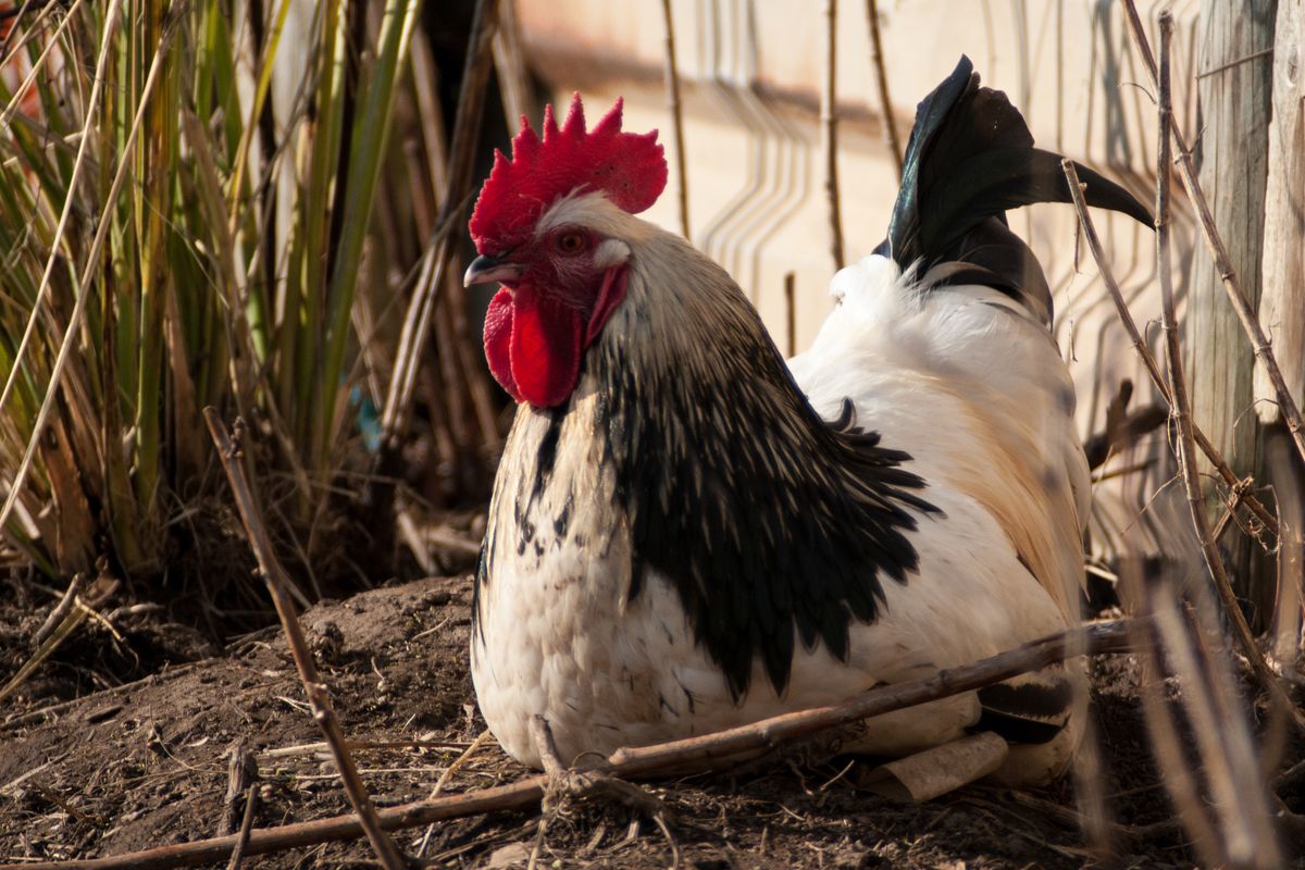 Poule Sussex tricolore : caractéristiques, élevage et conseils pratiques