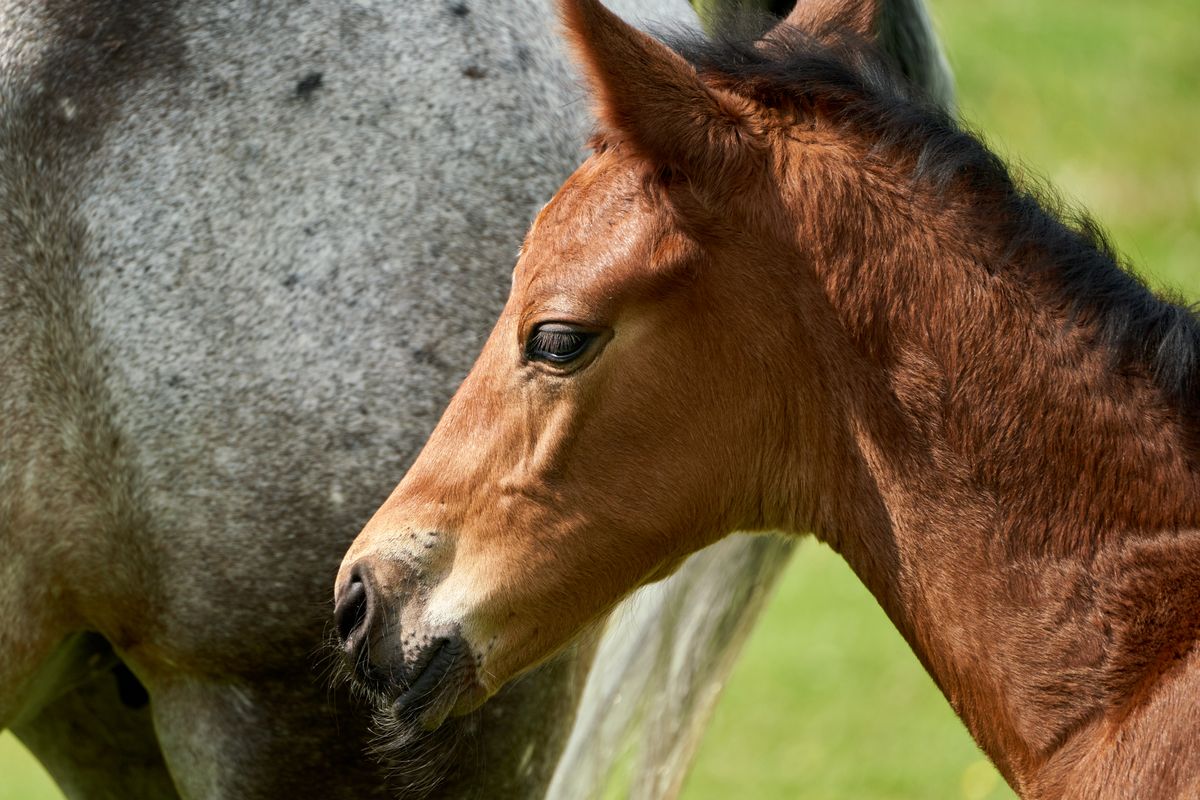 Prénom cheval en Q (année suivante) : idées, conseils et réglementation