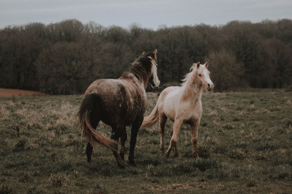 Prénom chevaux en P : conseils, inspirations et réglementation