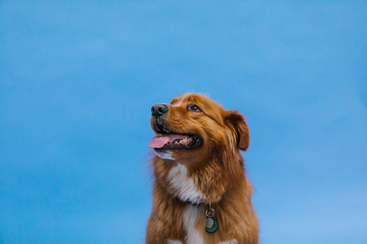 Retriever de la Nouvelle-Écosse : caractère et besoins