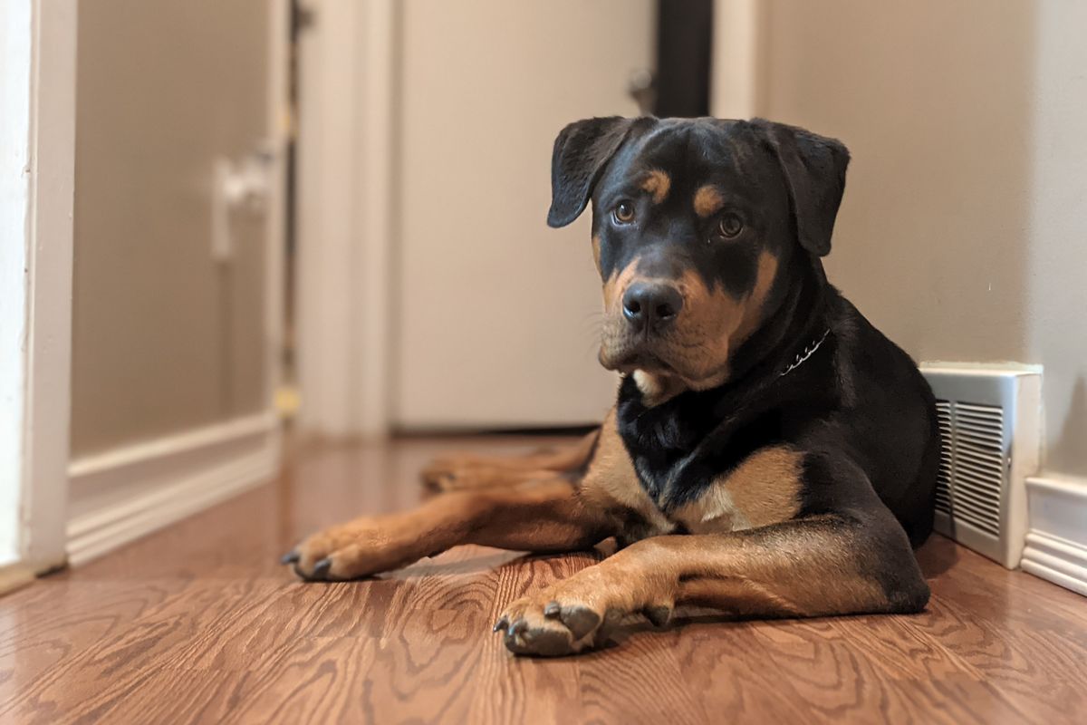 Rottweiler méchant : mythe ou réalité ? Comprendre ce chien au-delà des préjugés