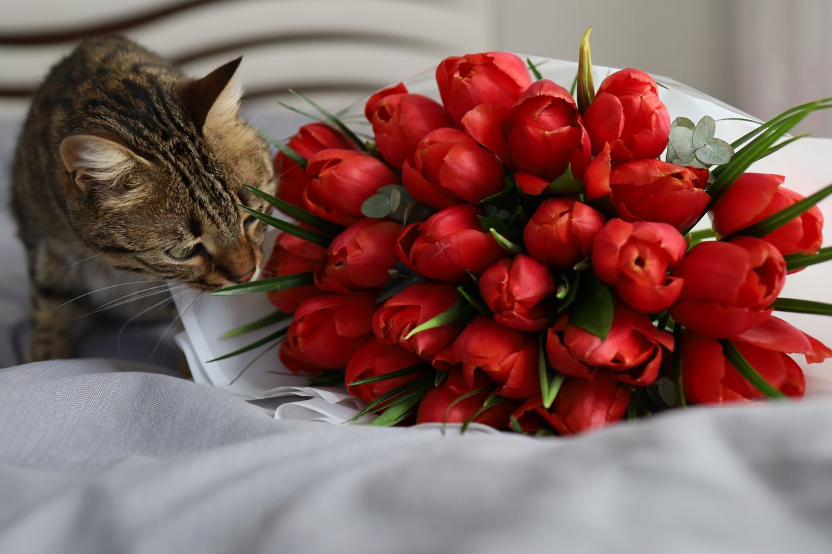 Tulipes Chat : Comprendre les risques et opportunités pour votre chat
