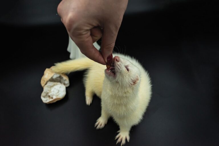 Alimentation du furet : que mange ce carnivore strict ?