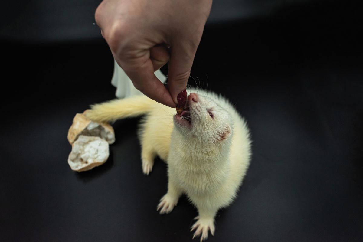 Alimentation du furet : que mange ce carnivore strict - Les particularités nutritionnelles du furet : un carnivore strict