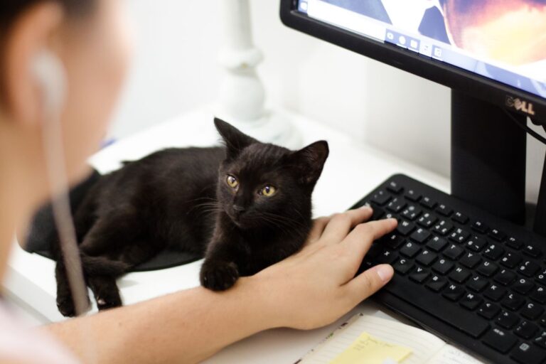 Animaux au travail : atouts, limites et conseils pour bien les intégrer en entreprise