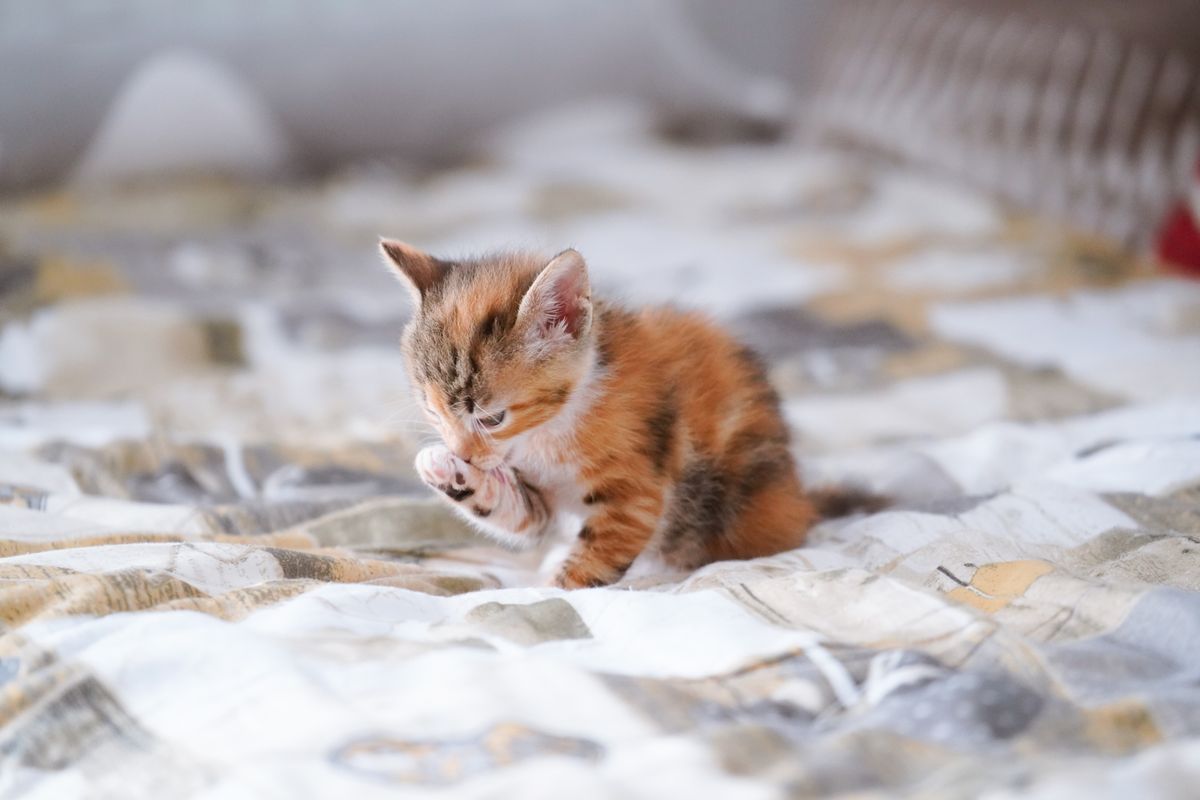 Apprendre la propreté à son chaton : méthodes, conseils et astuces