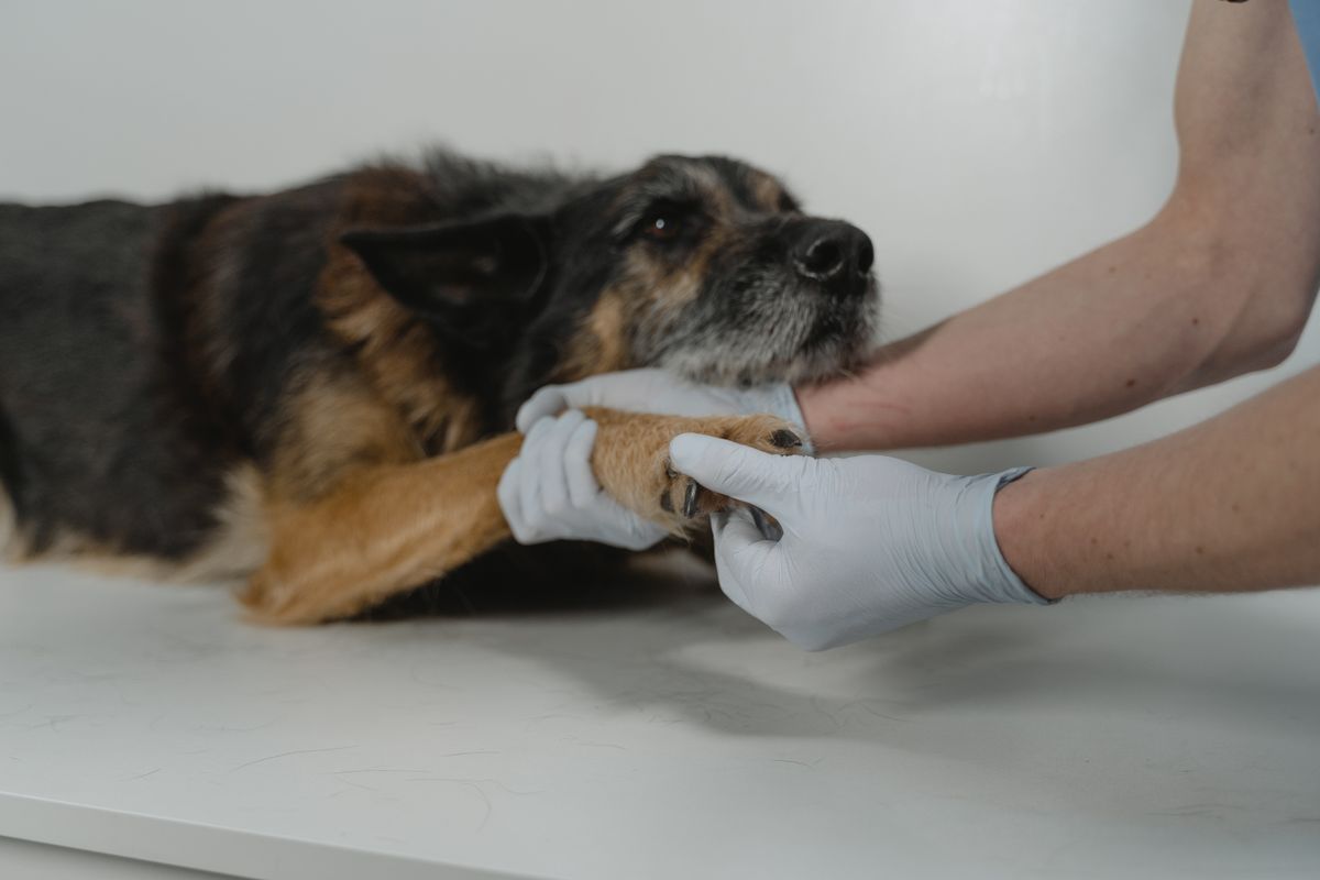 Arthrose du chien : symptômes et traitements