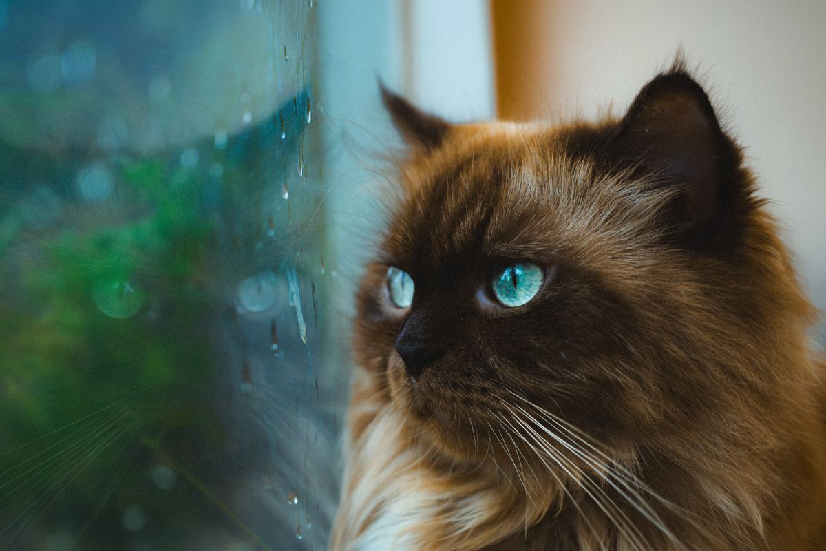 Assurance pour chat de plus de 10 ans : protégez la santé de votre compagnon senior