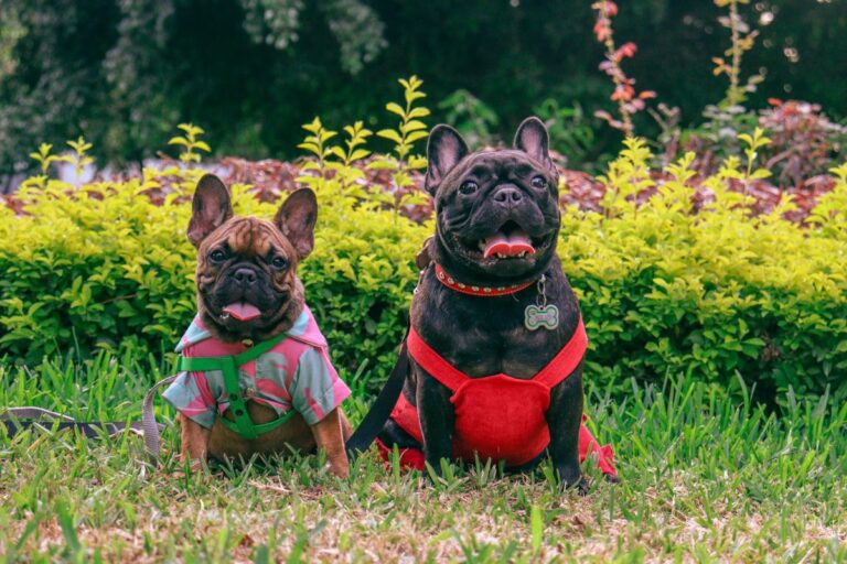 Bouledogue français : guide complet pour tout savoir sur ce compagnon attachant