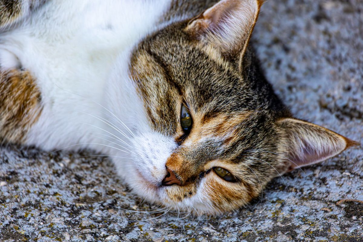 Calculs urinaires chez le chat : symptômes et traitement